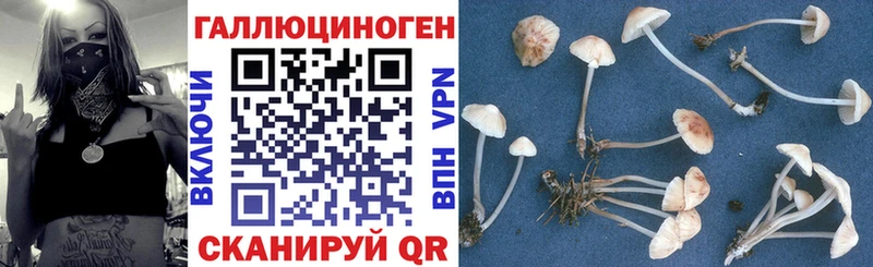 Купить закладки  Абинск  Псилоцибиновые грибы мицелий 